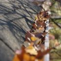 Before It Snows, Clear Your Gutters